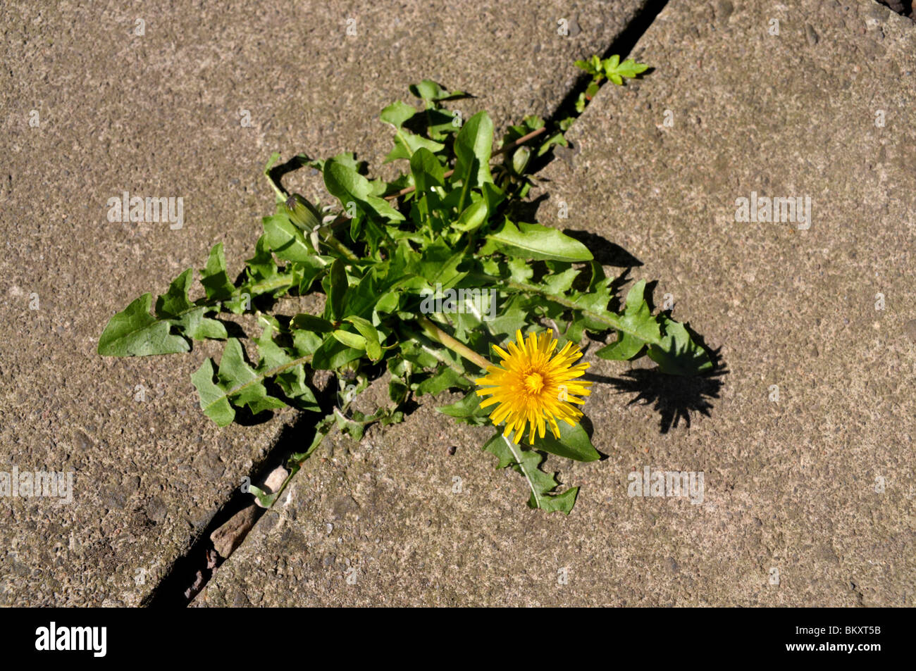A flowering dandelion grows between the joins of concrete garden tiles / slabs. Stock Photo