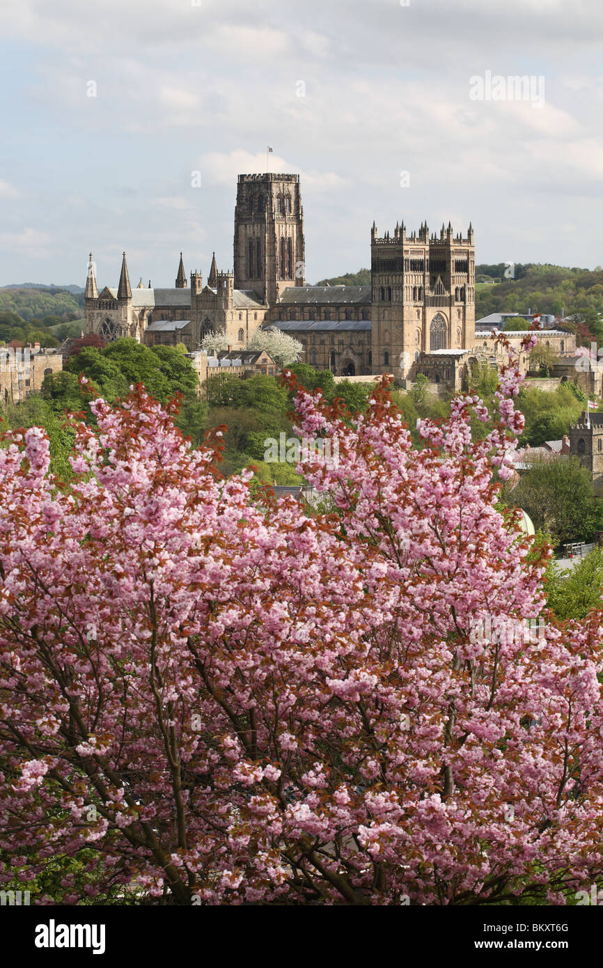 Durham cathedral seen from the north west with a flowering cherry tree in the foreground. England, UK. Stock Photo