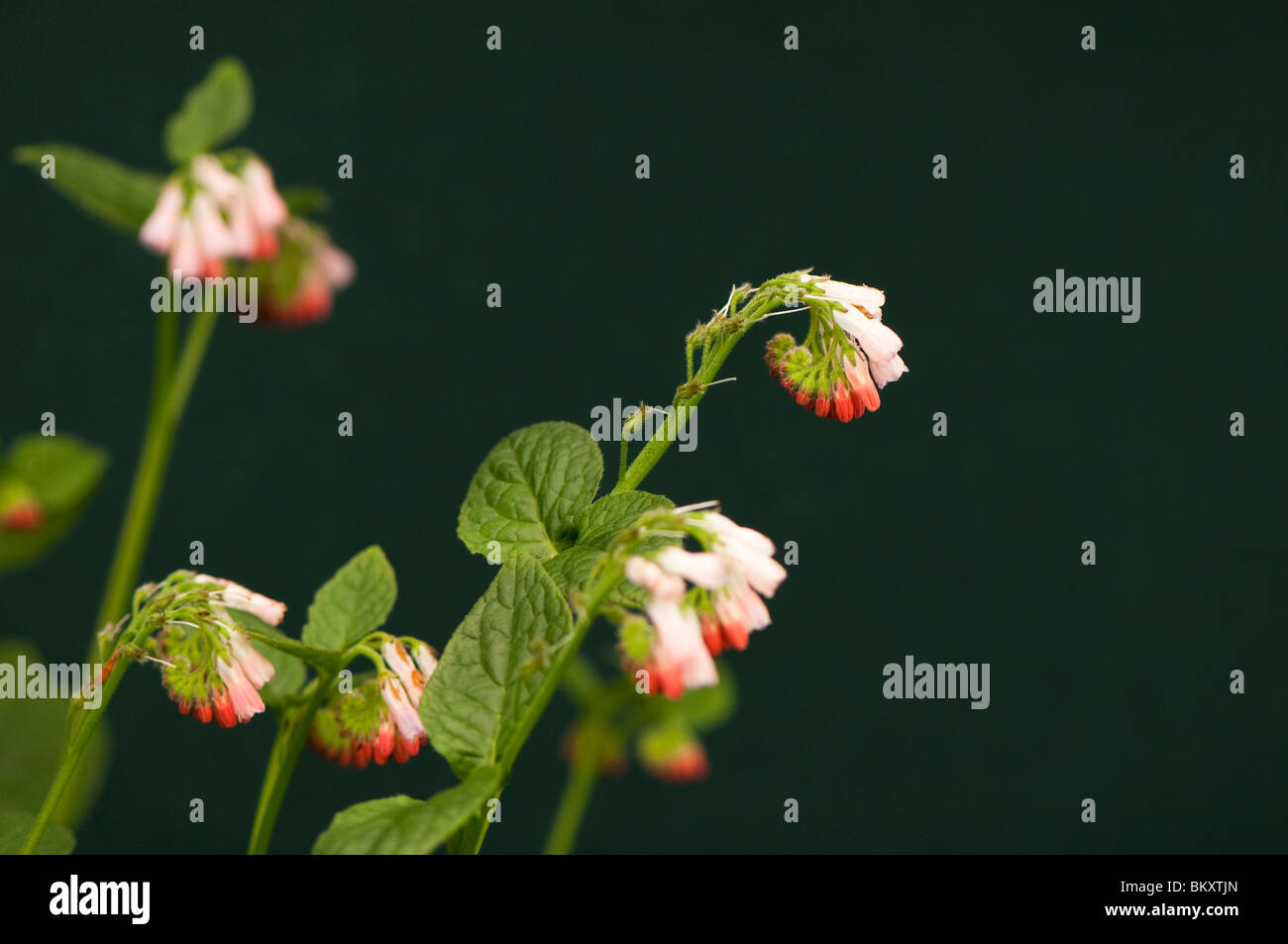 Dwarf comfrey, Symphytum grandiflorum, in flower Stock Photo