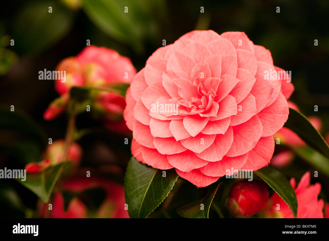 Bright pink camellia japonica hi-res stock photography and images - Alamy
