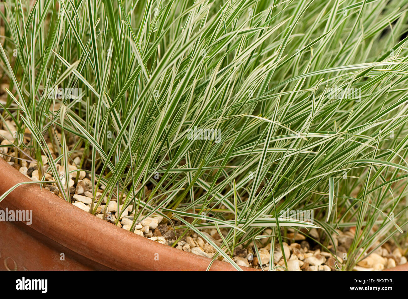 Arrhenatherum bulbosum 'variegata', tuber oat grass Stock Photo