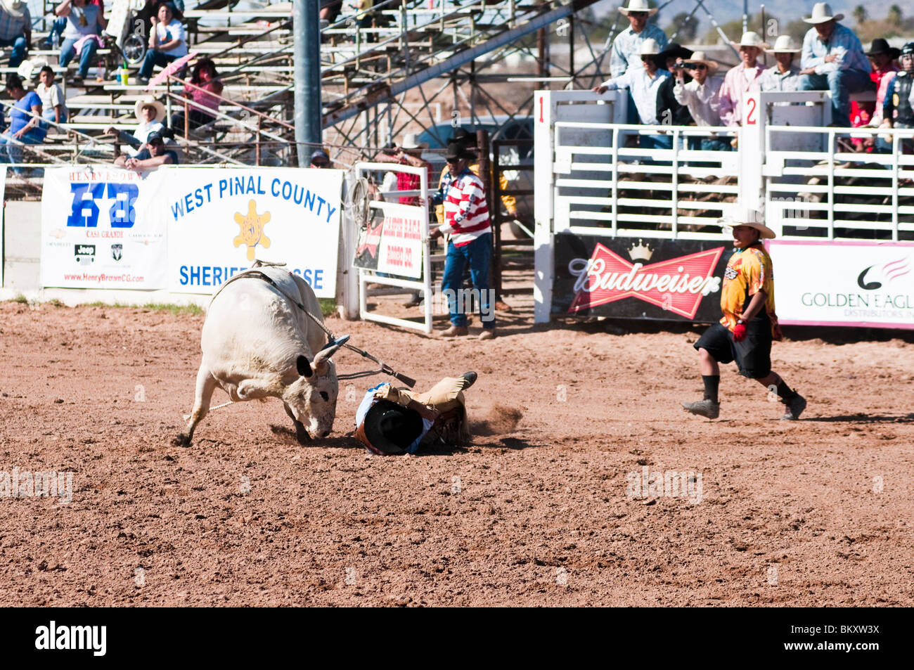 a cowboy competes in the bull riding event during the O'Odham Tash all ...