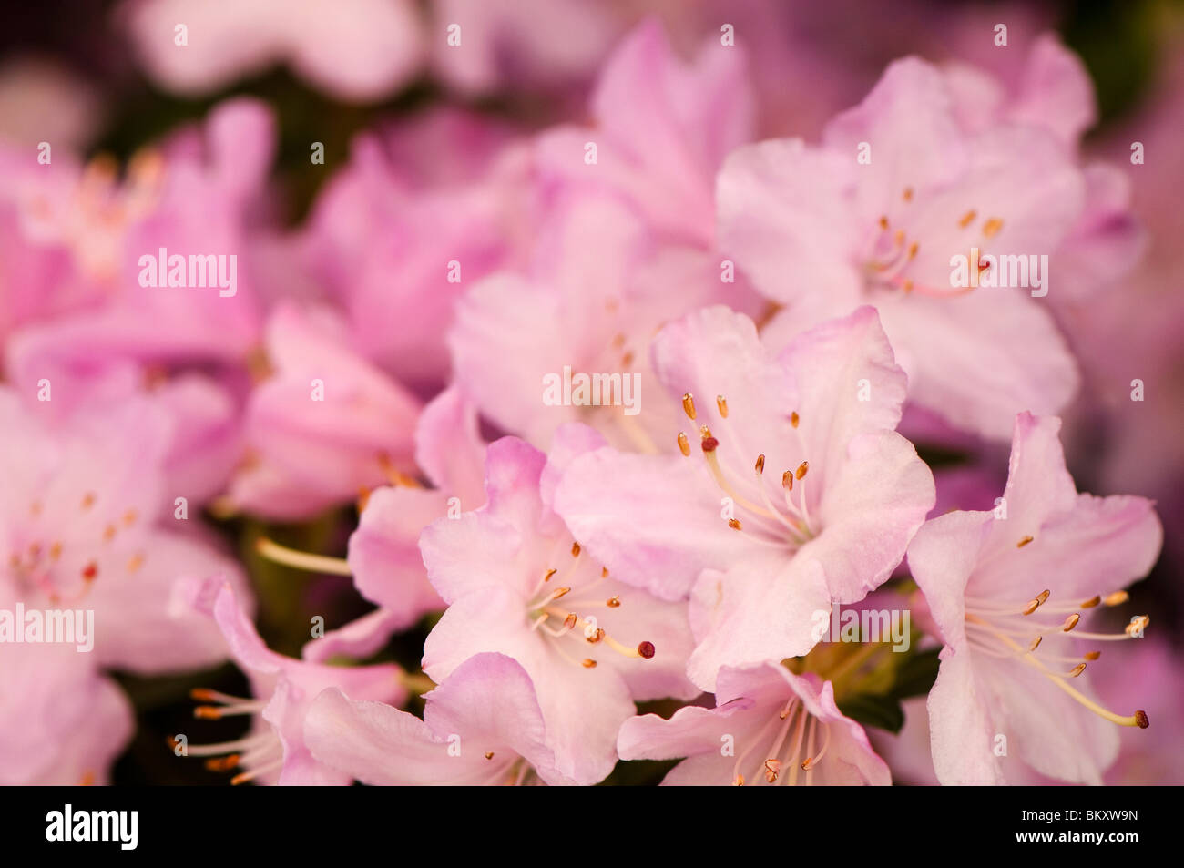 Dwarf Rhododendron 'Phalarope' in flower Stock Photo