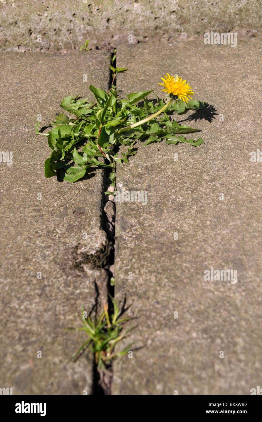 A flowering dandelion grows between the joins of concrete garden tiles / slabs. Stock Photo