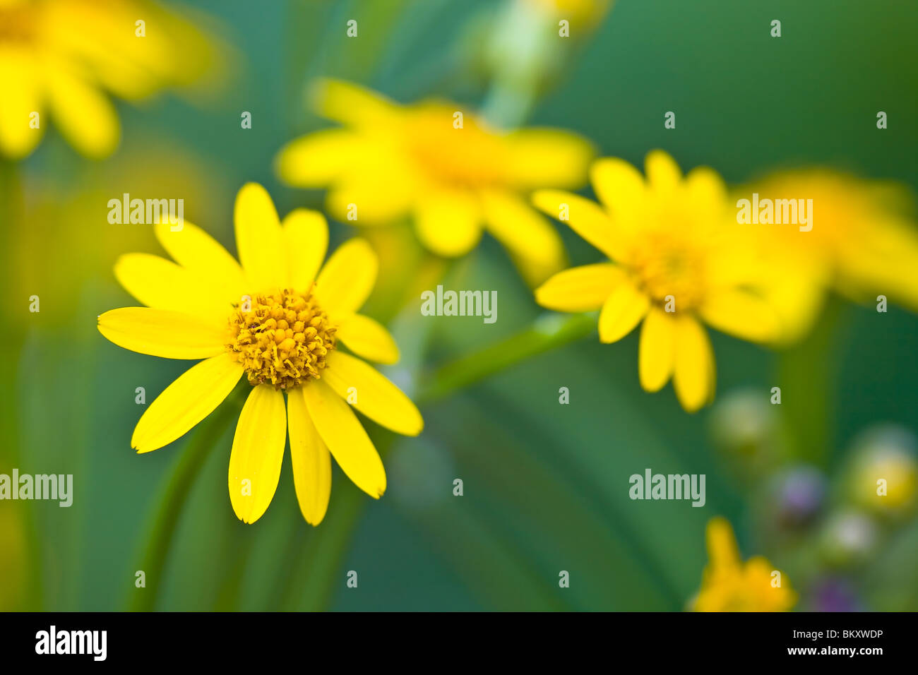 Roundleaf Groundsel Stock Photo