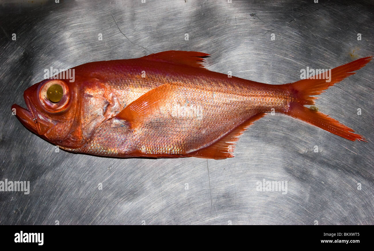 Kinmedai (golden eye snapper) on Fish Auction in Yaidu, Japan Stock Photo -  Alamy