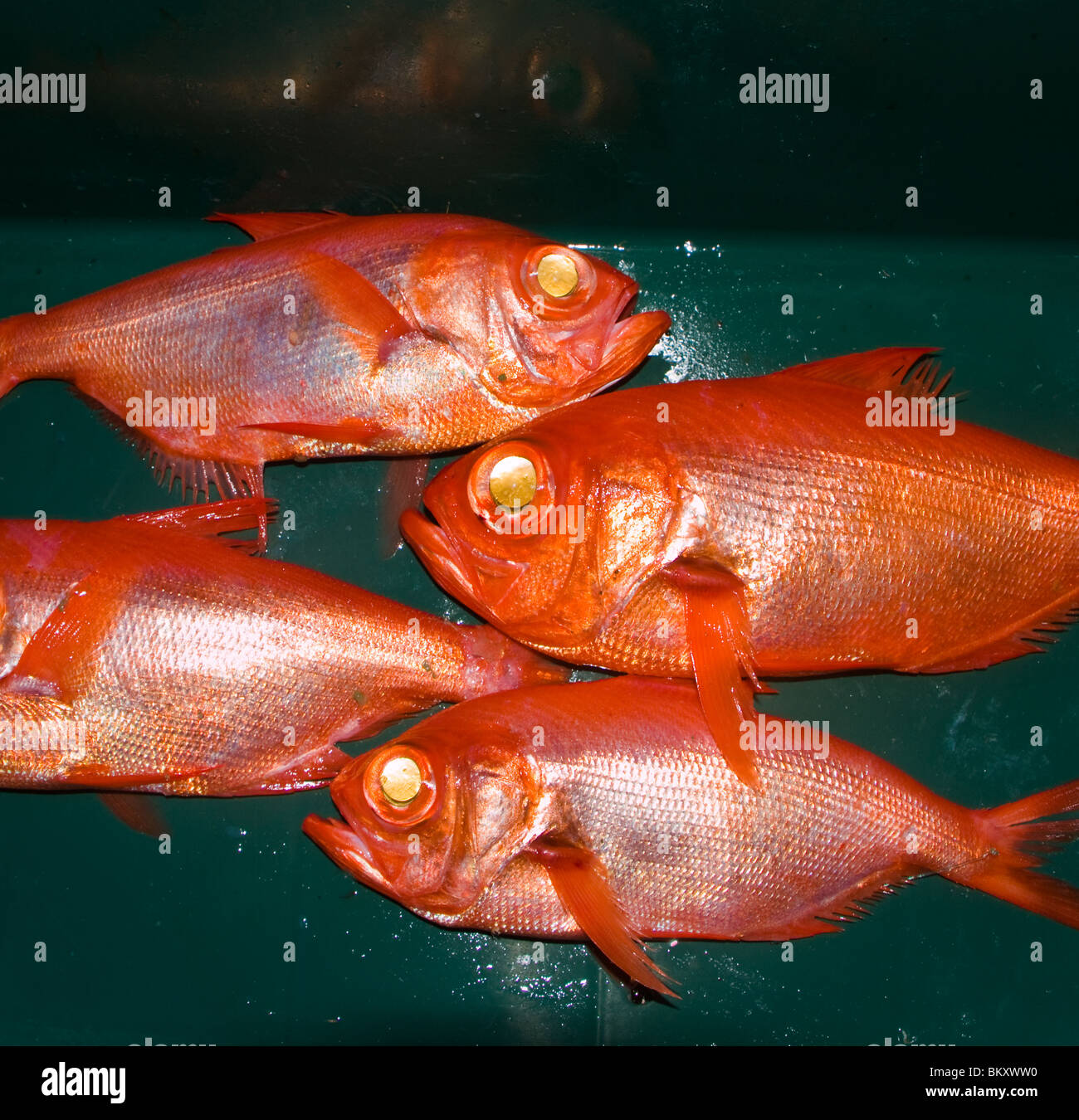 Golden Eye Snapper and Stripe Jack Sushi Stock Image - Image of life, rice:  160073867