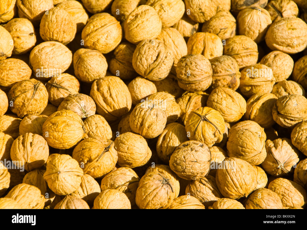 Life in New Zealand. Fishing, foraging, diving, gardening and sports