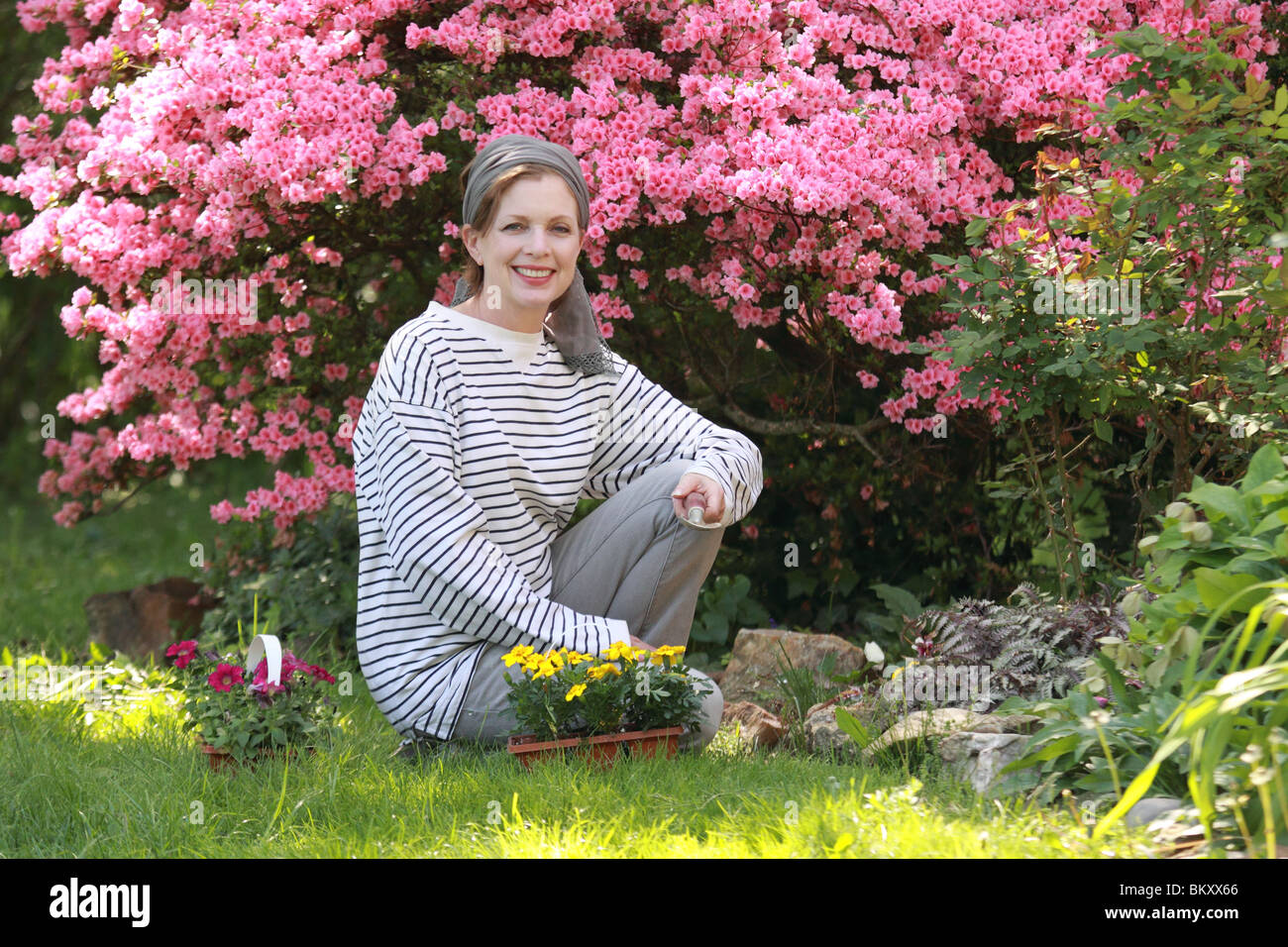 mature woman by azalea preparing to plant flowers Stock Photo - Alamy