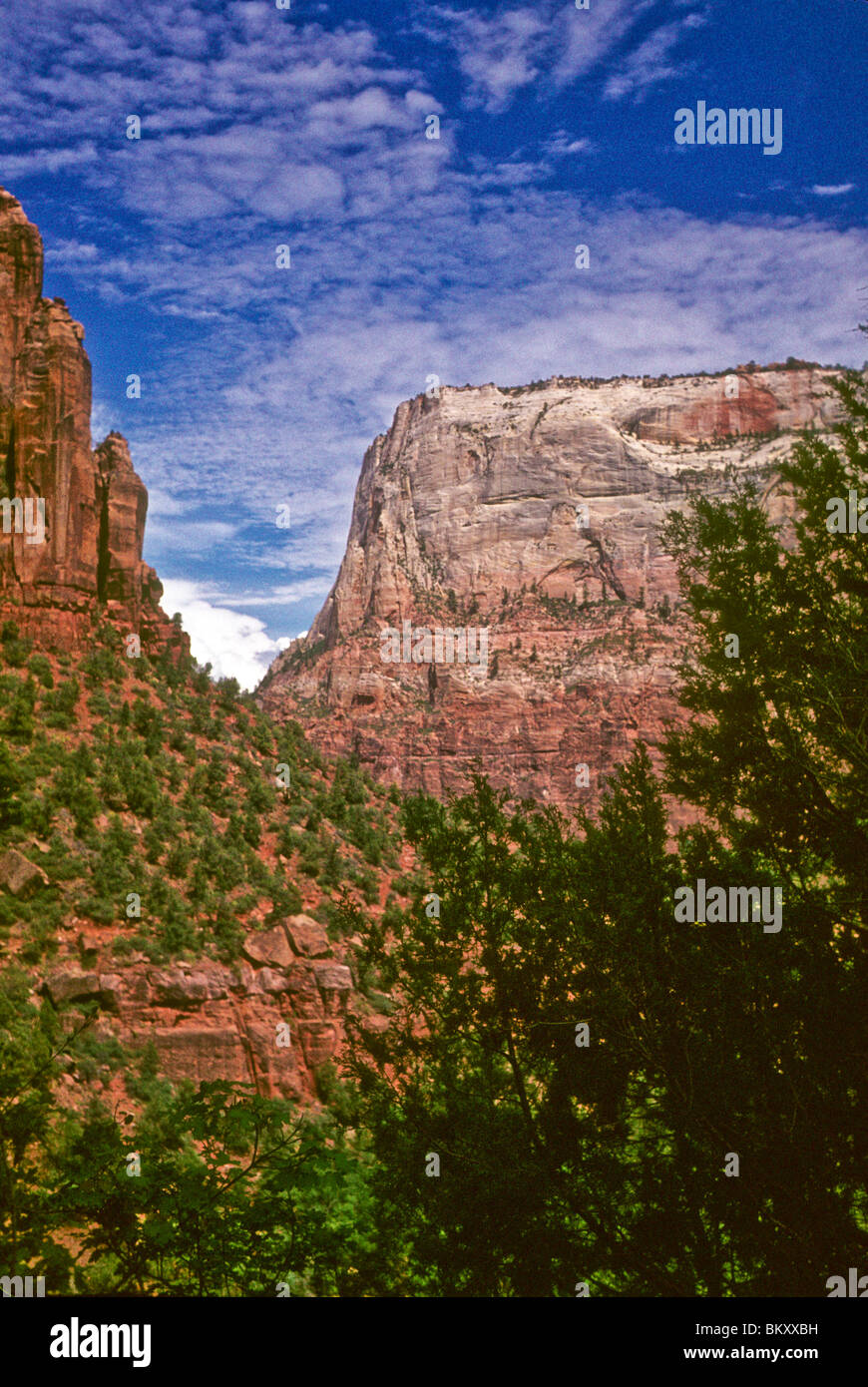 red sandstone cliffs rise against clear blue sky Zion National Park ...