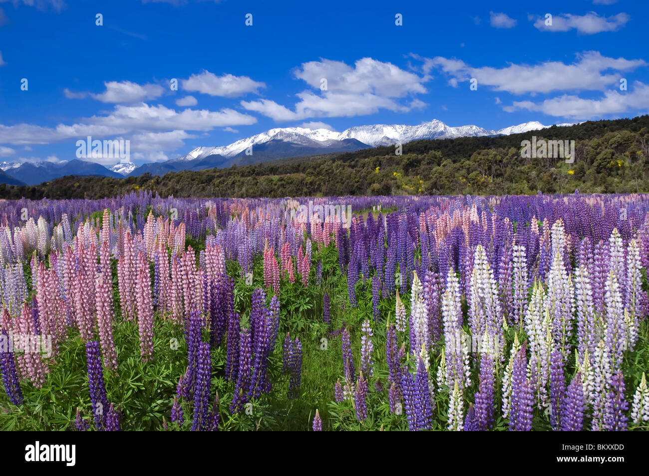 New Zealand lupine Stock Photo