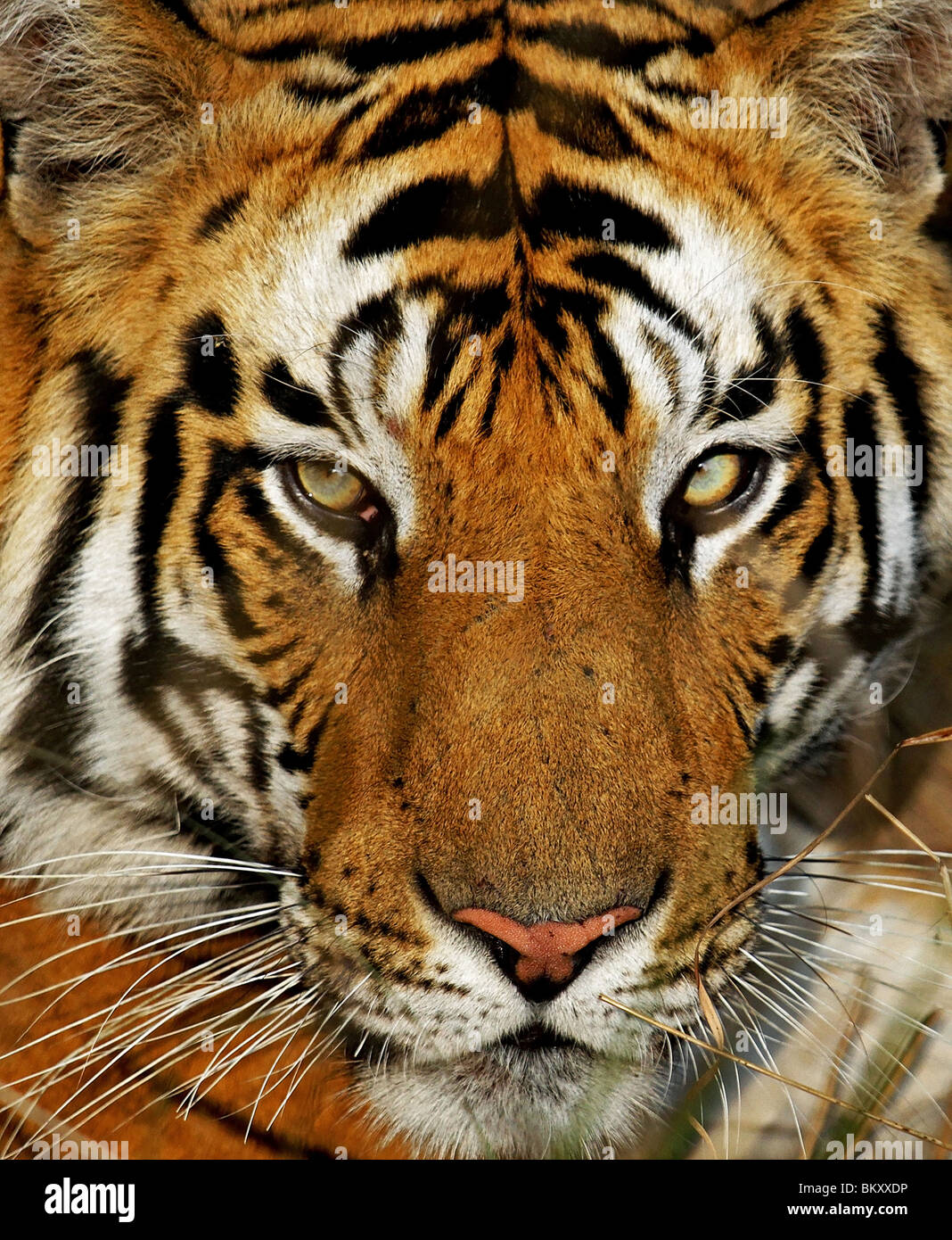 Portrait shot of a Young Male Tiger taken in Bandhavgarh National Park, India Stock Photo