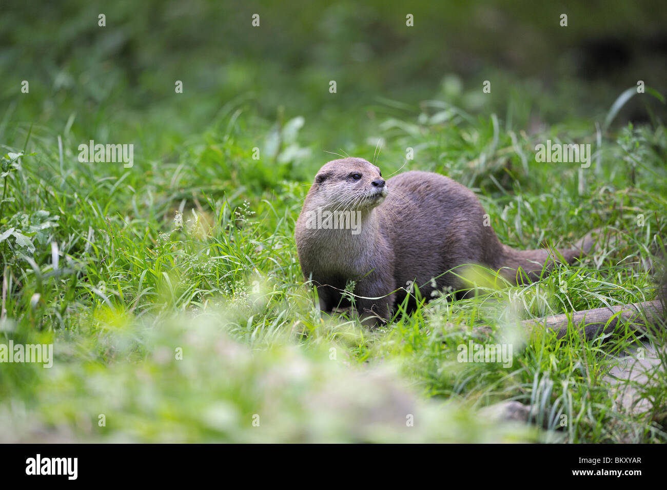 Oriental small-clawed otter standing in grass Stock Photo