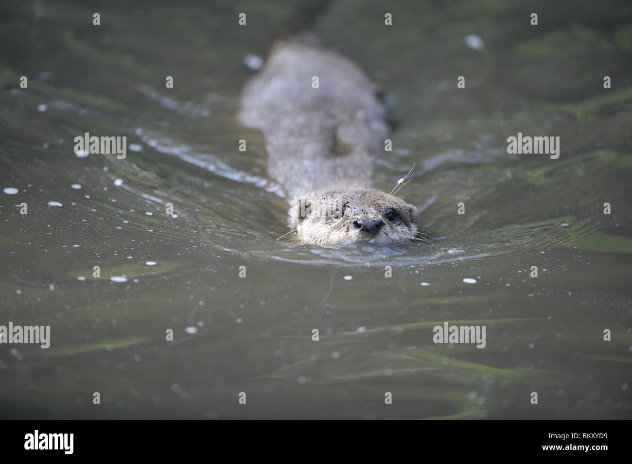 Oriental Small-clawed otter swimming Stock Photo