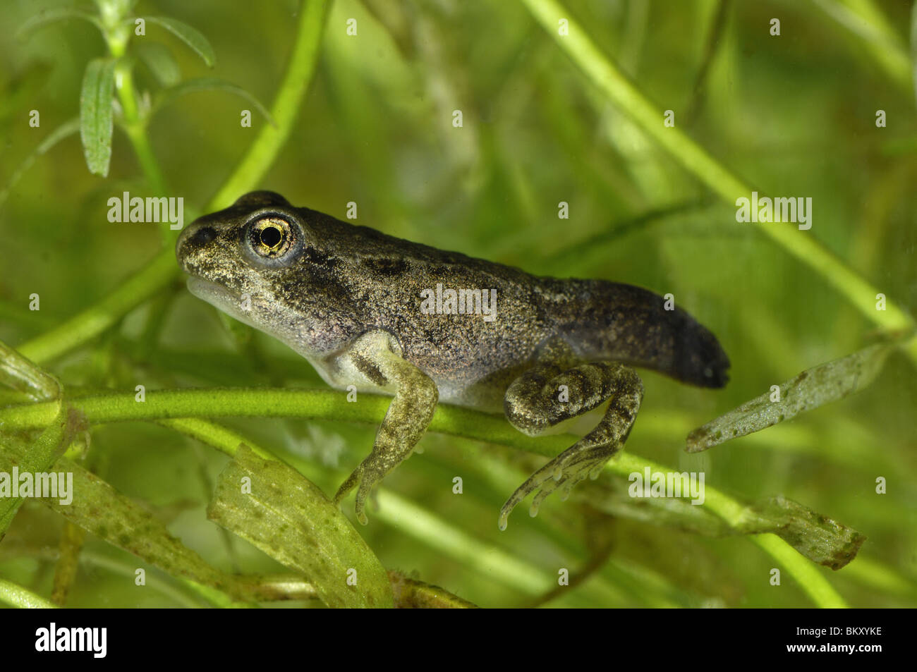 Tadpole with 4 legs & tail swimming in a puddle Stock Photo