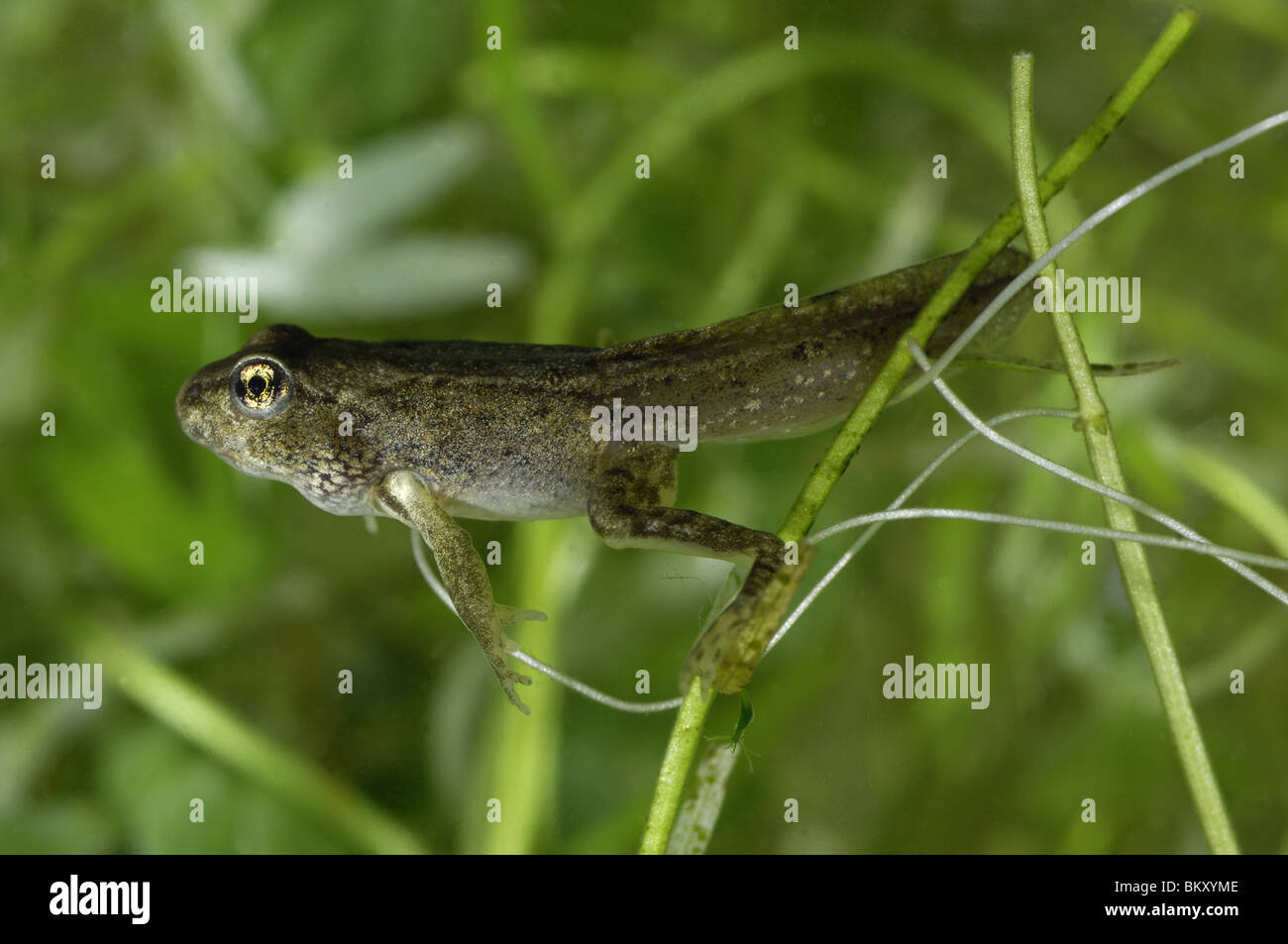 Tadpole with 4 legs & tail swimming in a puddle Stock Photo