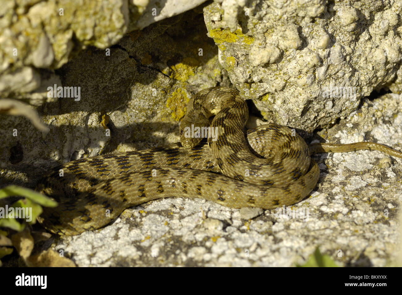 Coiled viperine water snake basking on rock Stock Photo Alamy