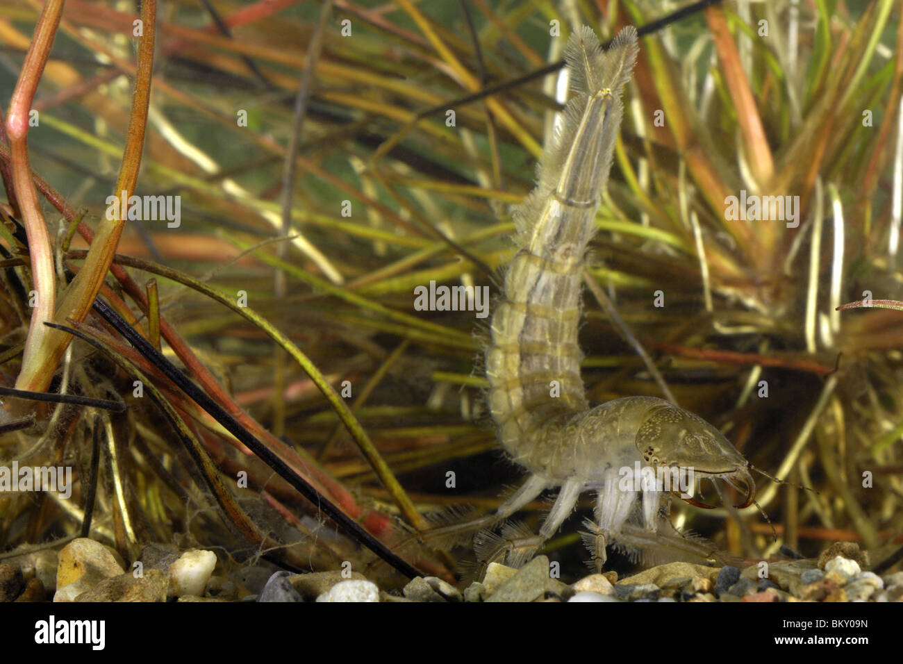 Larva of great diving beetle swimming in a puddle Stock Photo Alamy