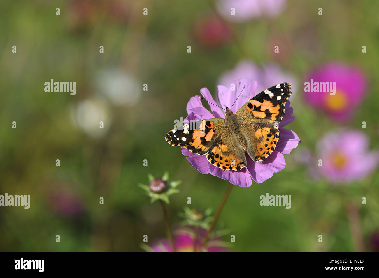 Painted Lady butterfly gathering nectar from flower of cosmos Stock Photo