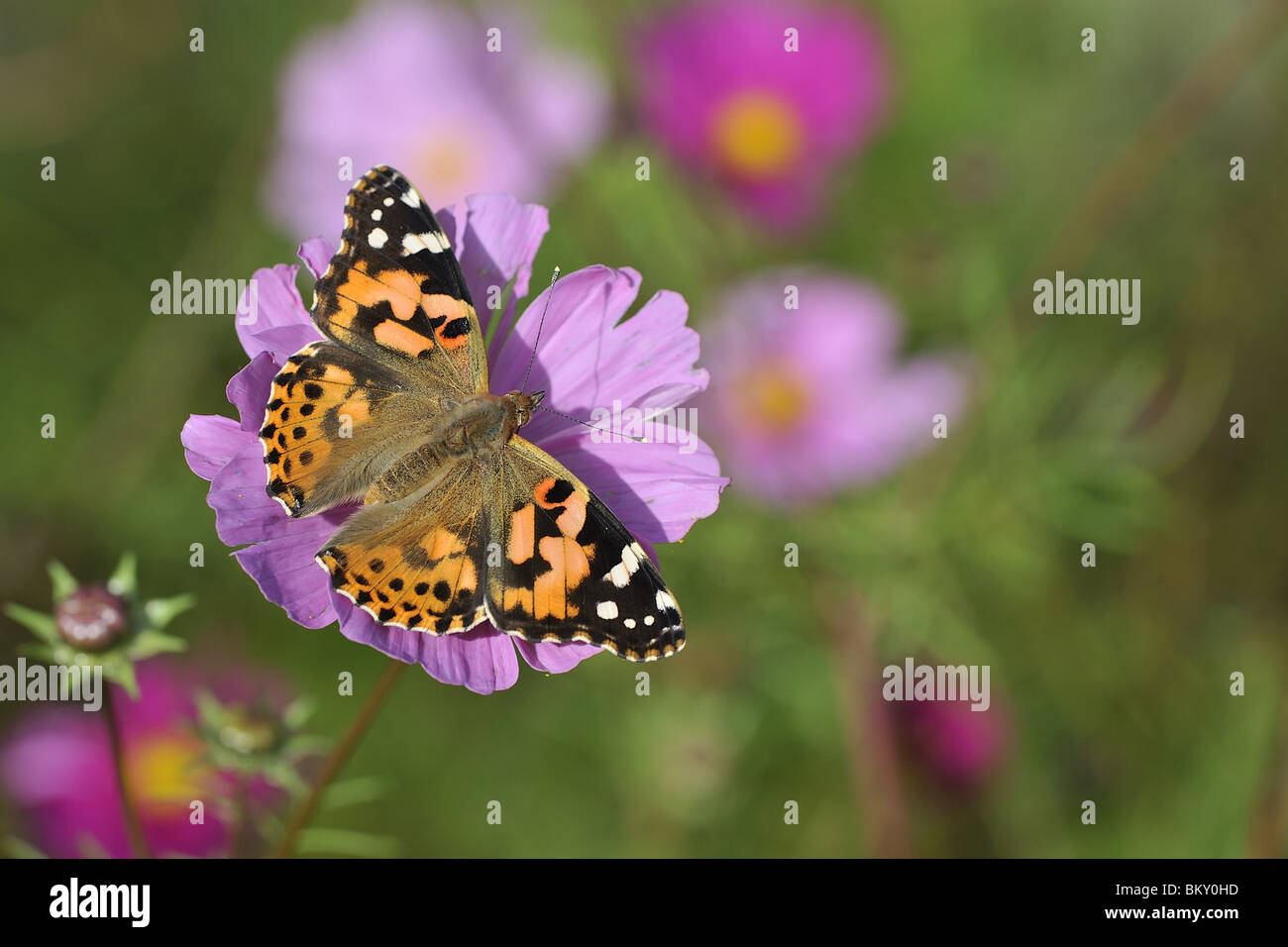 Painted Lady butterfly gathering nectar from flower of cosmos Stock Photo