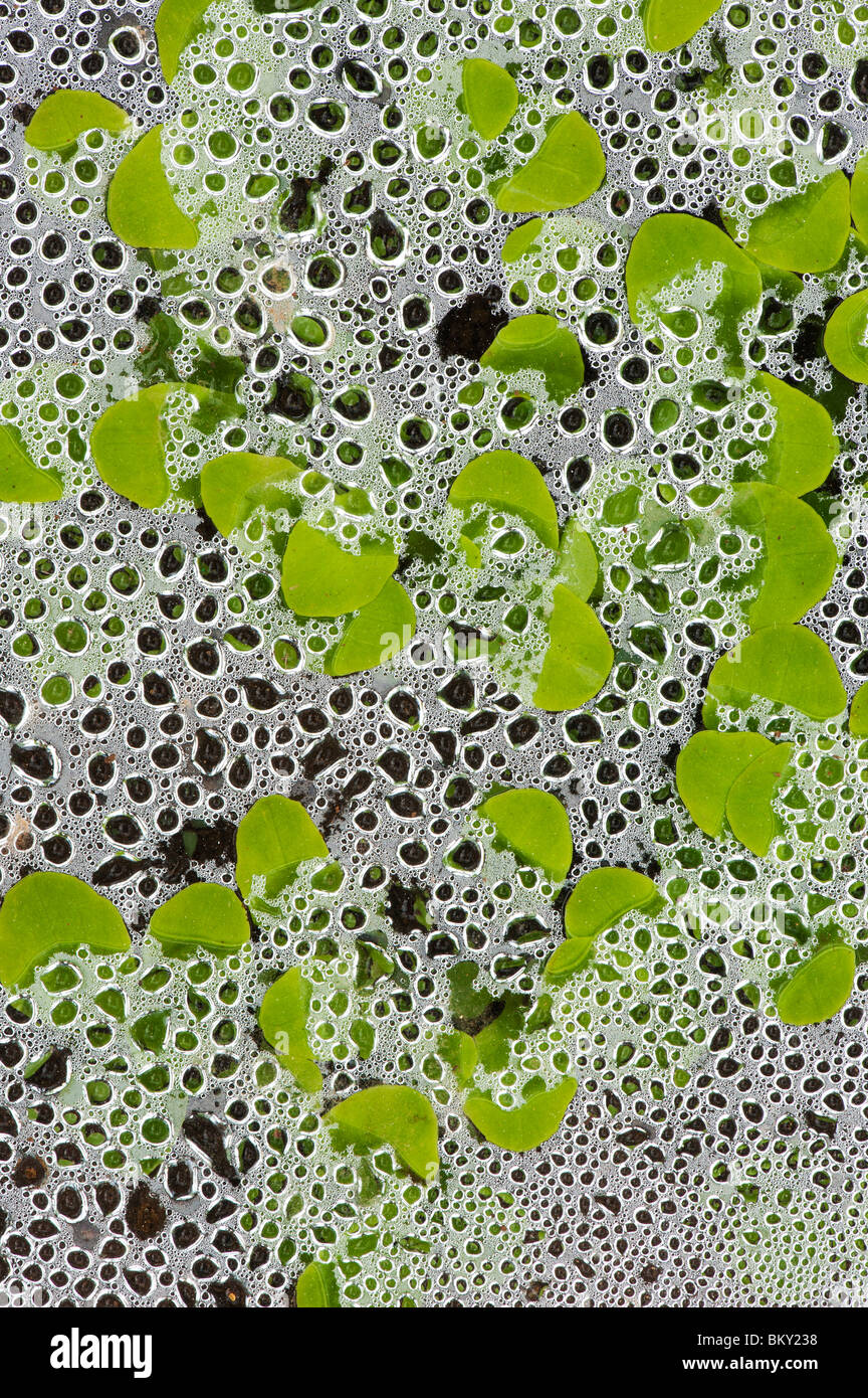 Lettuce seedlings under glass covered in condensation Stock Photo Alamy