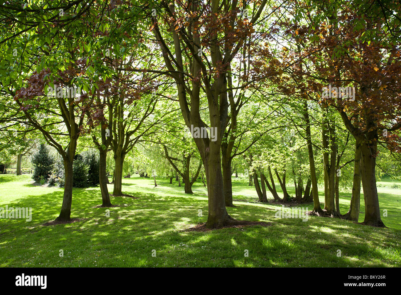 bright green grass and leaves amongst the trees Stock Photo