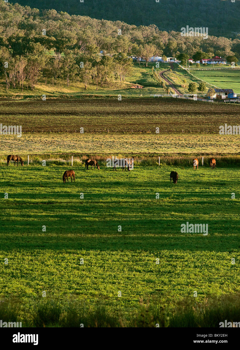 Farmland - Darling Downs Stock Photo
