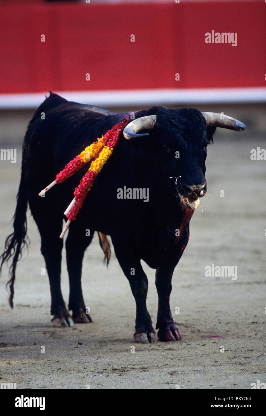 Injured bull fighting hi-res stock photography and images - Alamy