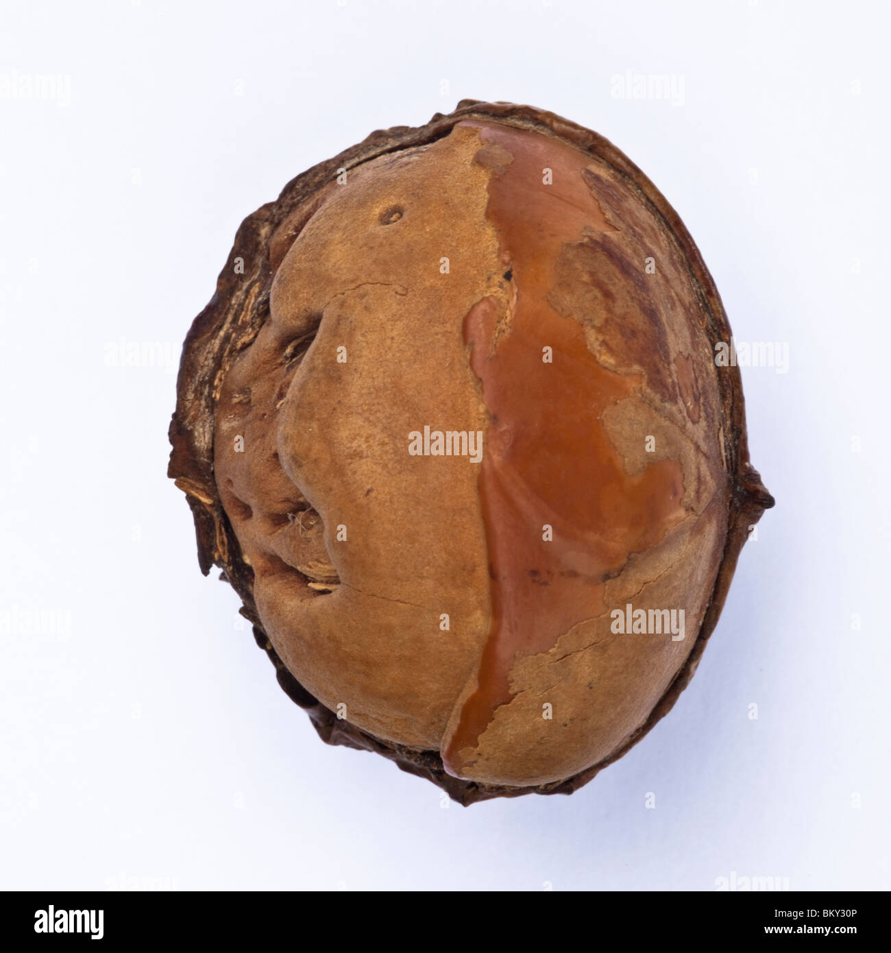 Seed of the Tambalacoque tree(Sideroxylon grandiflorum; formerly Calvaria major), also called the Dodo Tree, is a long-lived tree in the family Sapotaceae, endemic to Mauritius. Stock Photo