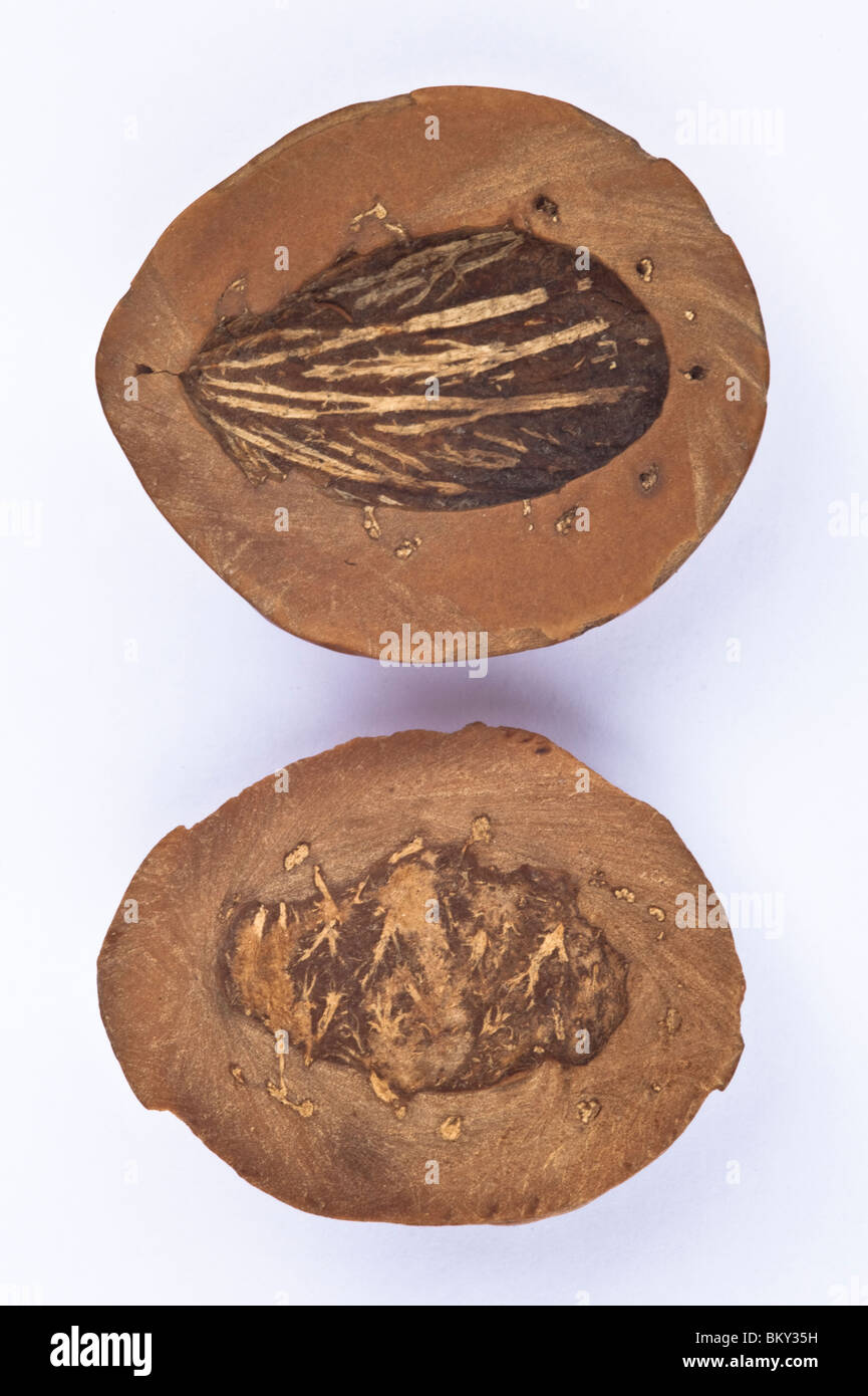 Seed of the Tambalacoque tree(Sideroxylon grandiflorum; formerly Calvaria major), also called the Dodo Tree, is a long-lived tree in the family Sapotaceae, endemic to Mauritius. Stock Photo