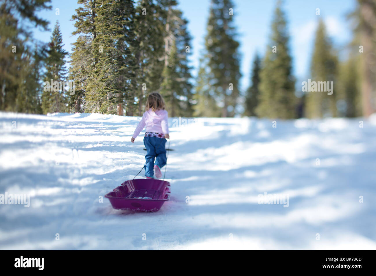 A three yearold girl with a purple sled in the snowy wilderness of