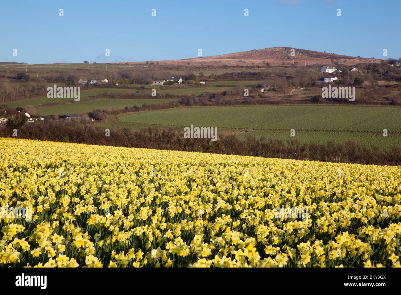Cornish yellow daffodils hires stock photography and images Alamy