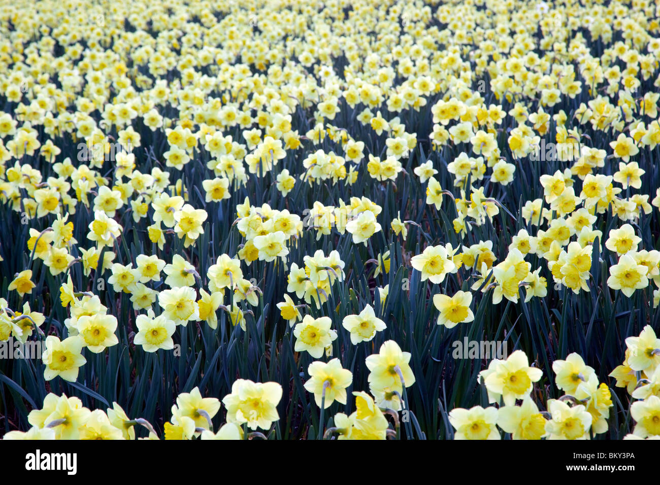 Daffodils in a field; Townshend; Cornwall Stock Photo Alamy