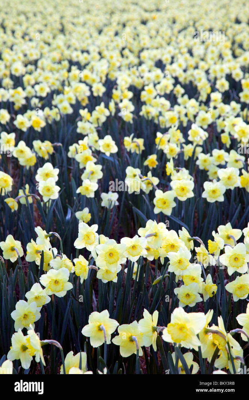 Daffodils in a field; Townshend; Cornwall Stock Photo Alamy