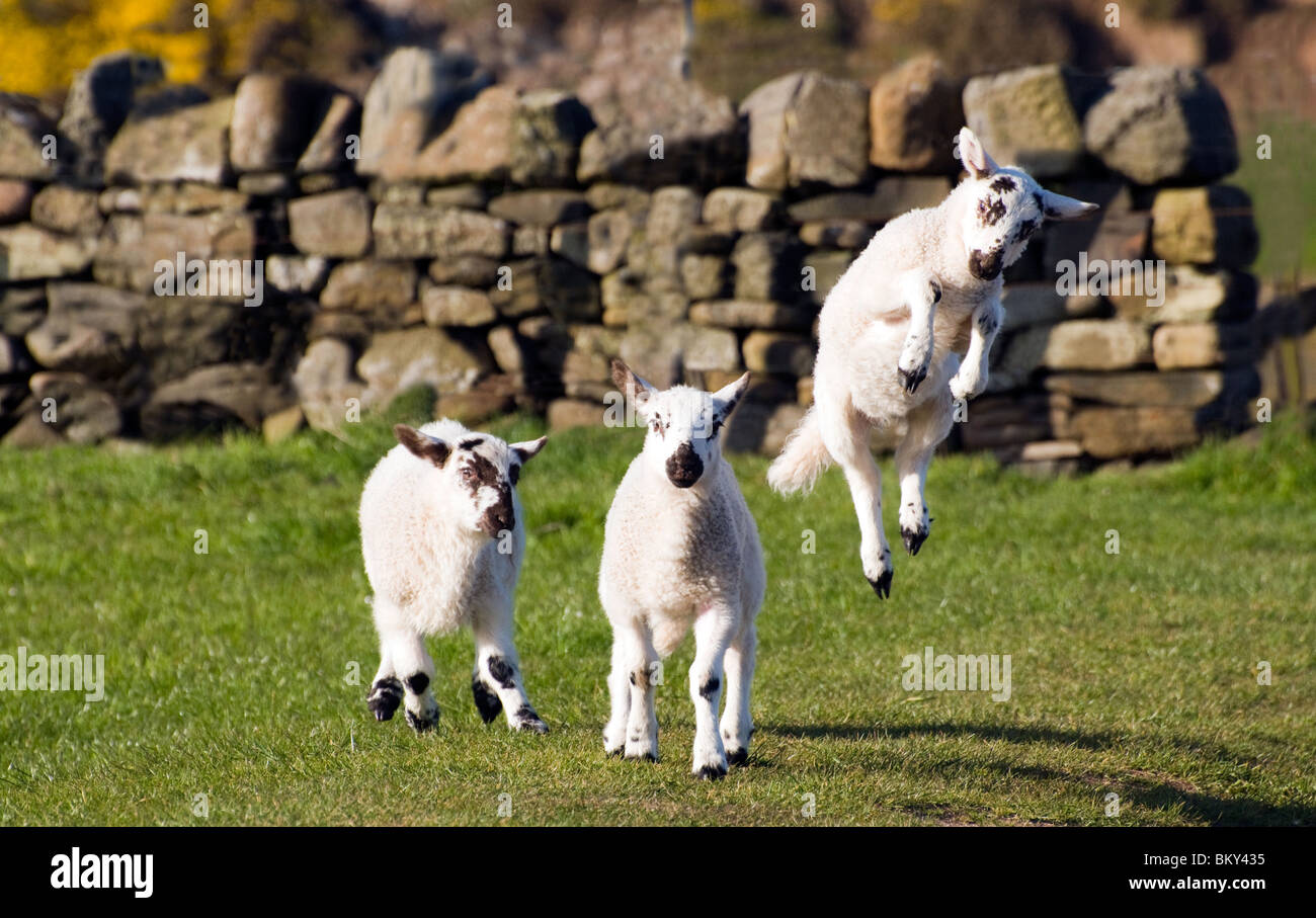 Playful Jumping Blackface Lamb Stock Photo