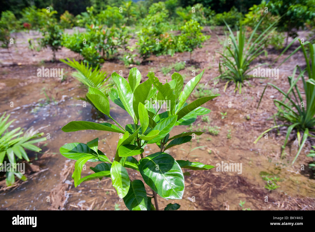 Trees planted by the Australian Rain forest Foundation in the Daintree rain forest. Stock Photo