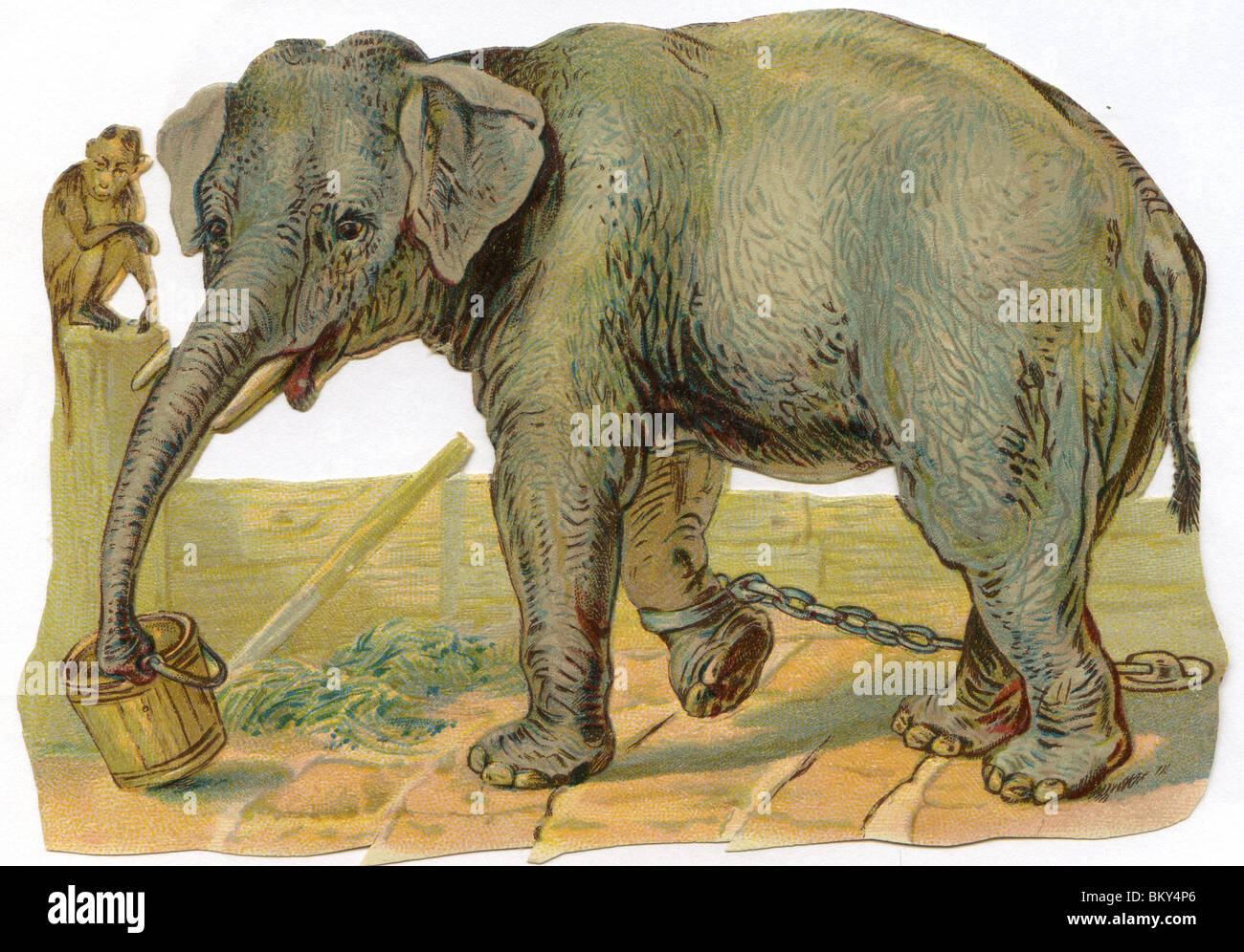 Elephant Chained up Having a Drink with Monkey looking on Stock Photo
