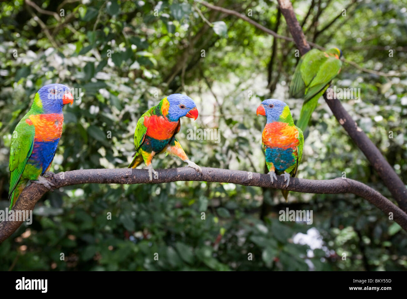 Rainbow Lorikeets (Trichoglossus haematodus) in Bird World, Kuranda, Queensland, Australia. Stock Photo