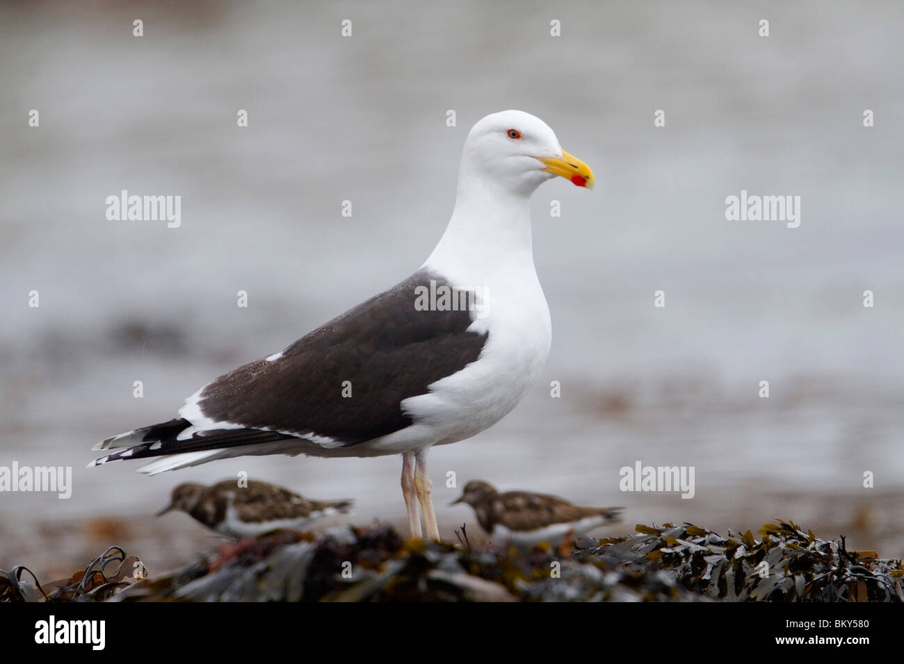 Great Black Backed Gull; Larus marinus; with turnstones on the shore; Cornwall Stock Photo