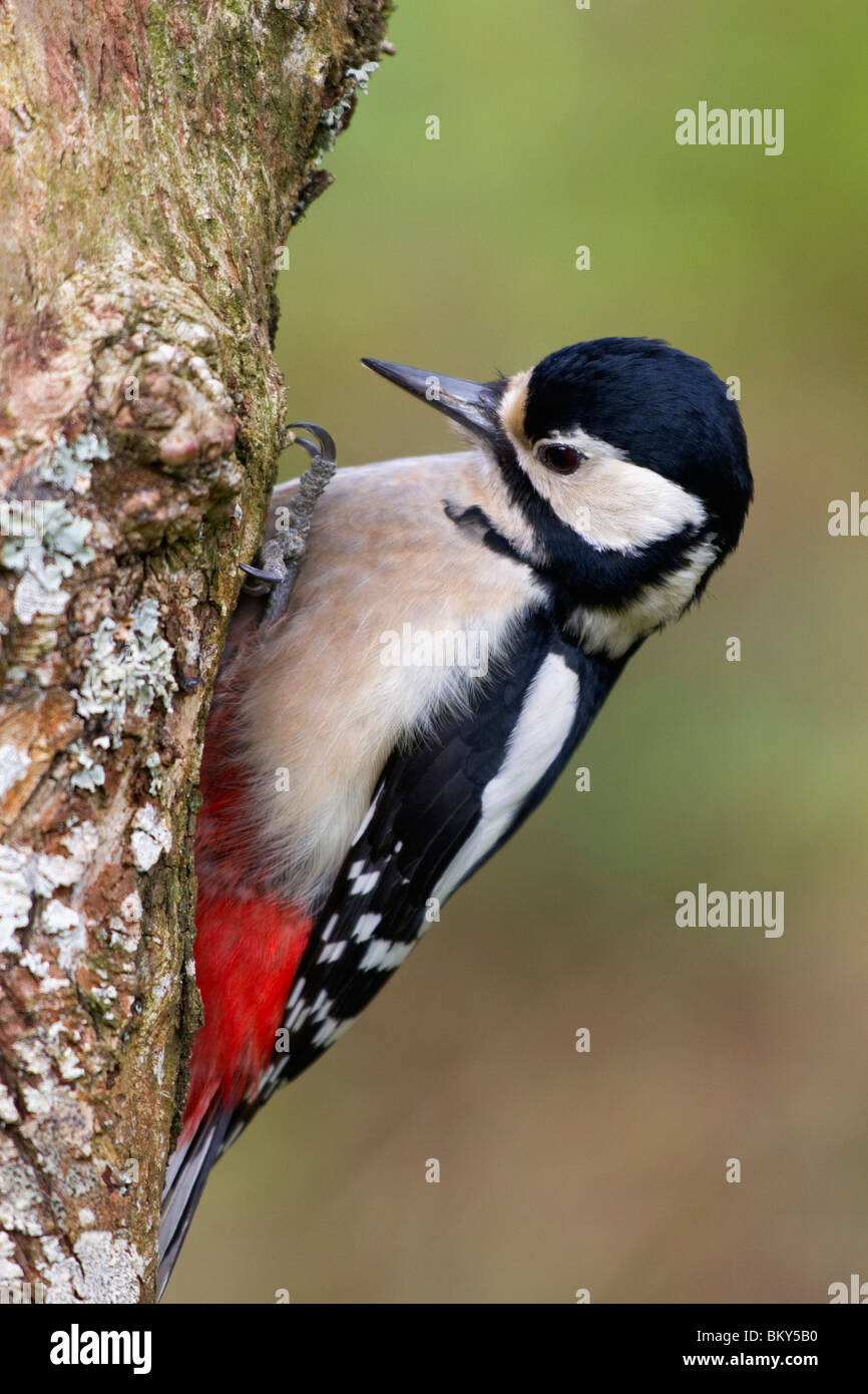 Great Spotted Woodpecker; Dendrocopos major; female Stock Photo