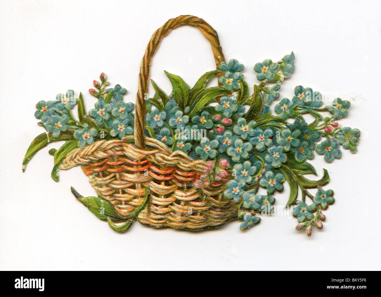 me nots container Cut Out Stock Images & Pictures Alamy