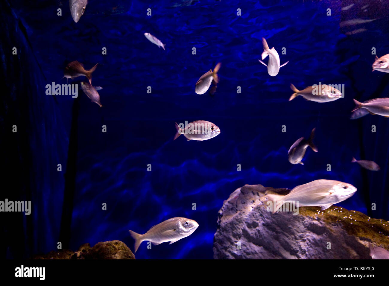 you call a group of fish