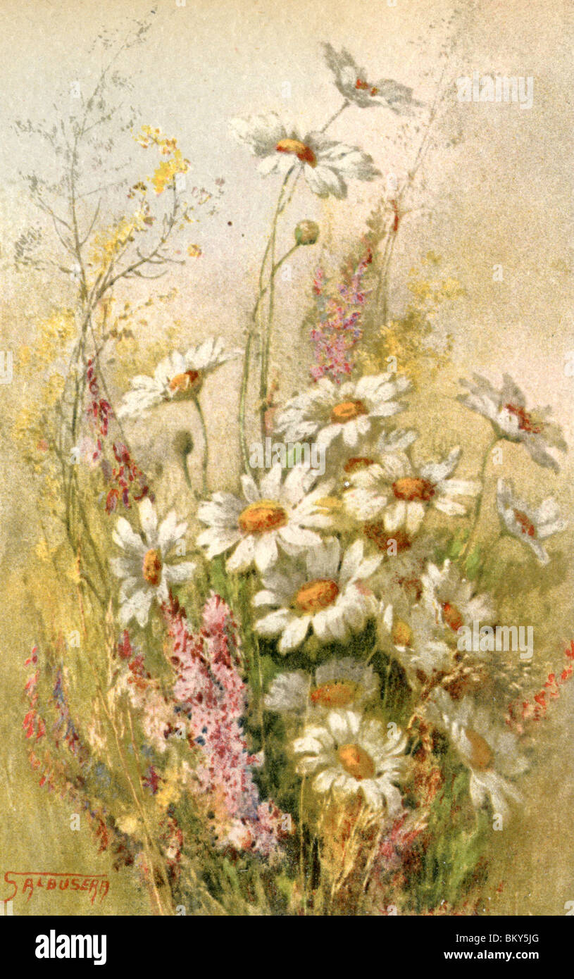 Daisies and Wild Flowers Stock Photo