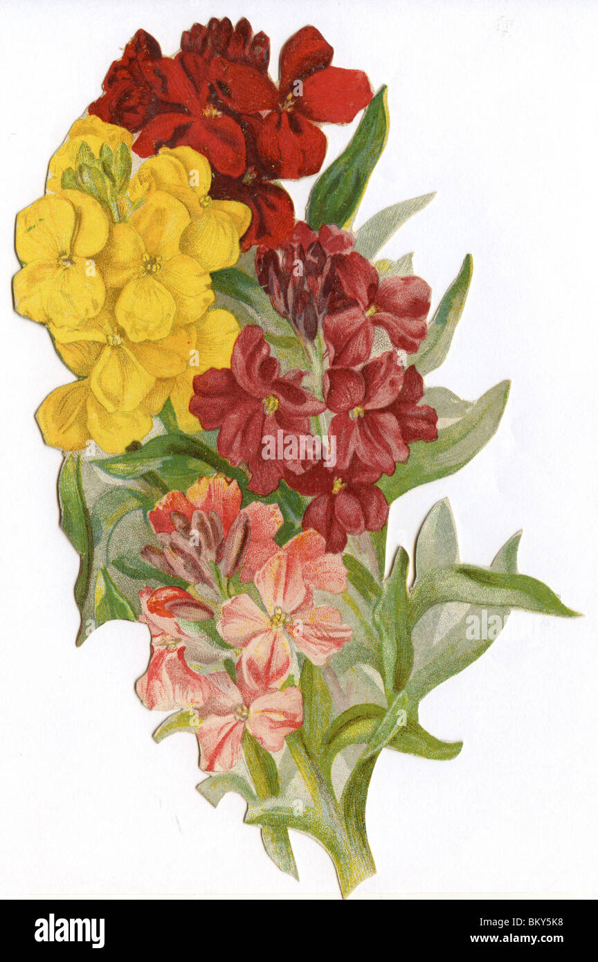 Red, Pink and Yellow Wallflower Stock Photo