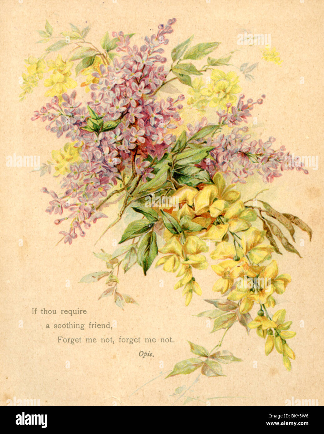 Lilacs and Forsythia Stock Photo