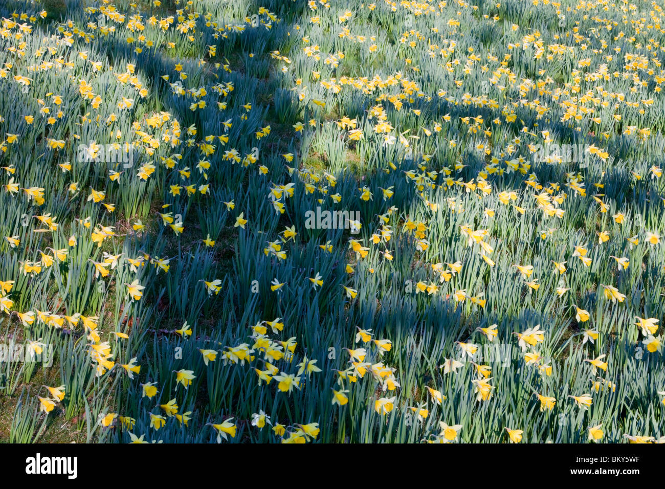 Wild Daffodils at Holehird Gardens in Windermere, Lake District, UK