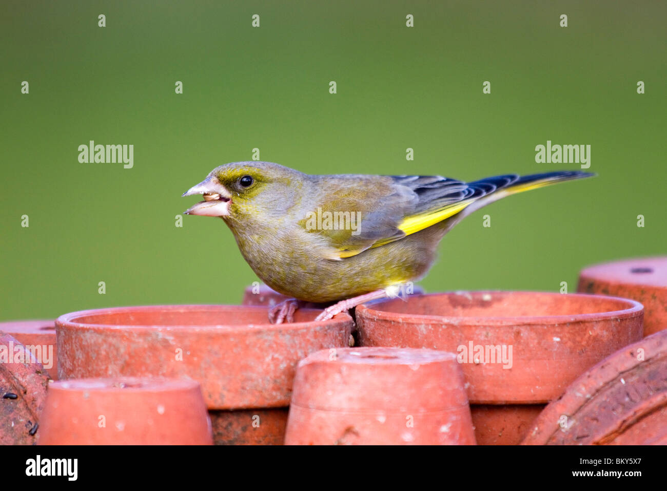 Greenfinch; Carduelis chloris; on plant pots; with seed in beak Stock Photo