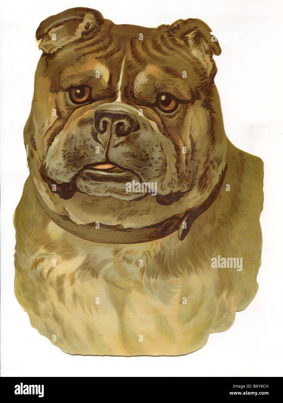 Portrait of a Dog Stock Photo