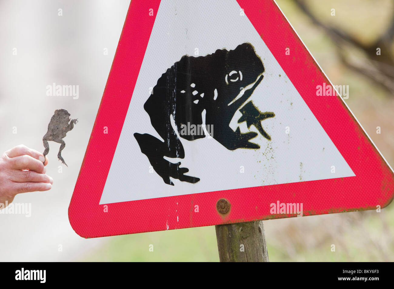 A man holds up a Toad flattened by a car next to a Toad crossing warning sign on a road near Stocks Reservoir in Lancashire, UK. Stock Photo