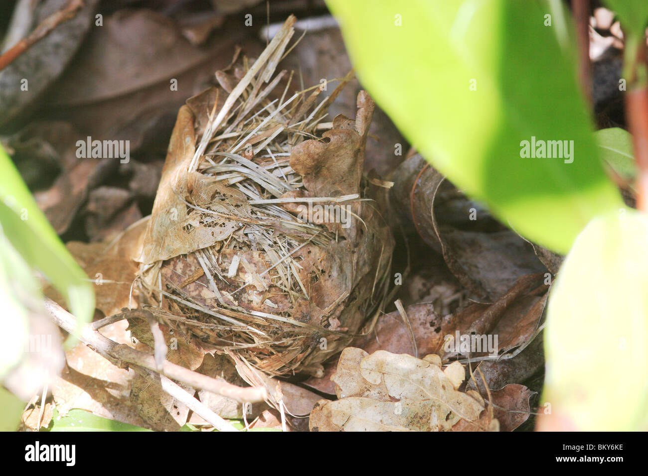 Dormouse nest (Muscardinus avellanarius) Stock Photo